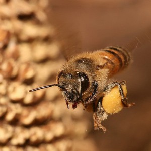 Le rucher des Trésoms Annecy, les abeilles s'activent