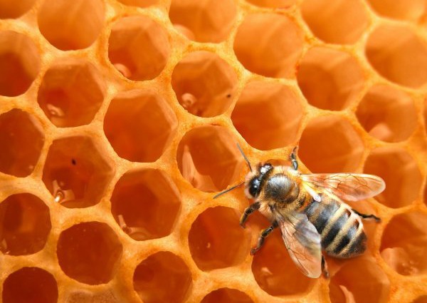Rucher des trésoms hibernation des abeilles dans la ruche