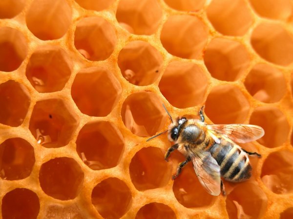 Rucher des trésoms hibernation des abeilles dans la ruche