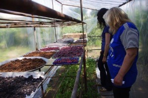 Projet de sechoir de fruits, Développement d'une agriculture durable en Arménie