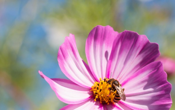 C'est le printemps, la pollinisation des abeilles commence et est indispensable à notre société pour se développer durablement