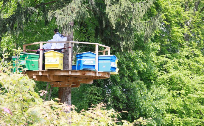 Ruches des Trésoms - Annecy. Démarche environnementale et collaborative autour des abeilles