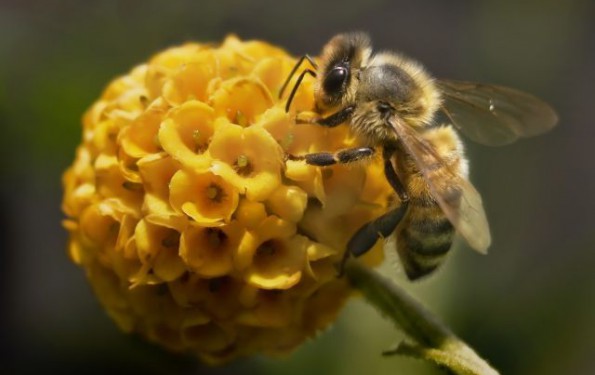 le rucher des tresoms s'activent avec le printemps, nos abeilles se mettent au travail