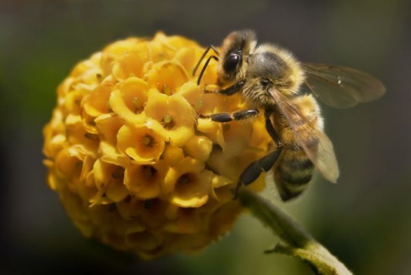 le rucher des tresoms s'activent avec le printemps, nos abeilles se mettent au travail