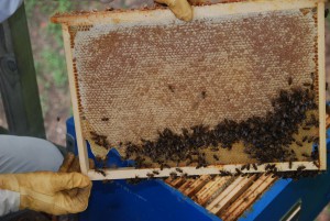 Cadre miel - Rucher des Trésoms Annecy