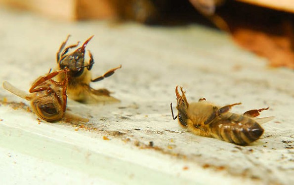 Le redoux met en péril nos abeilles - Rucher des Trésoms Annecy