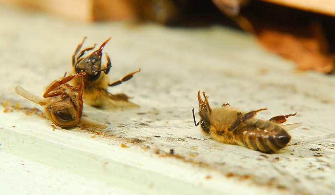 Le redoux met en péril nos abeilles - Rucher des Trésoms Annecy