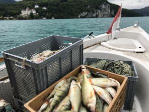 Pêche avec Bernard Curt sur le lac d'Annecy - Restaurant Gastronomique Les Trésoms - Annecy