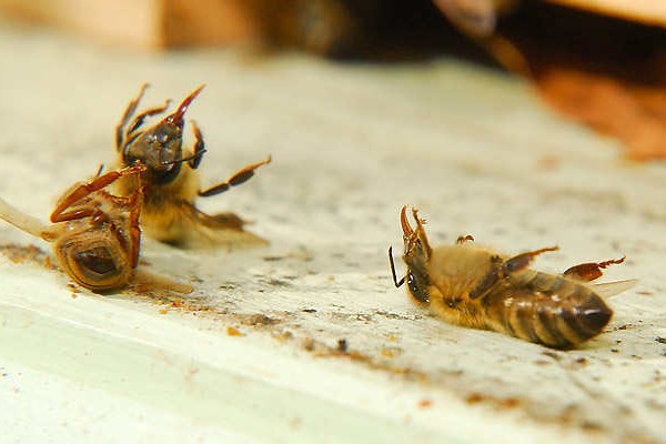Le redoux met en péril nos abeilles - Rucher des Trésoms Annecy